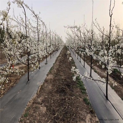 宇润厂家 黑色PP园艺地布 农业种植园艺地布 厂家规格齐全可定做