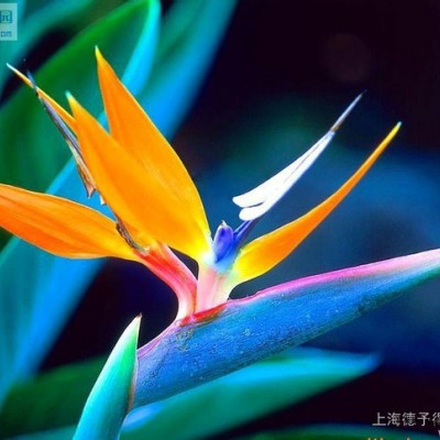 荧光增白剂BBU