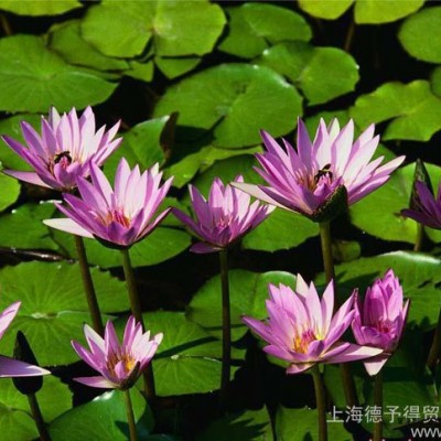 **BASF汽巴荧光增白剂OB、OB-1，用于塑料和涂料，低