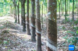 中国热科院牵头成果获国家科学技术进步奖二等奖